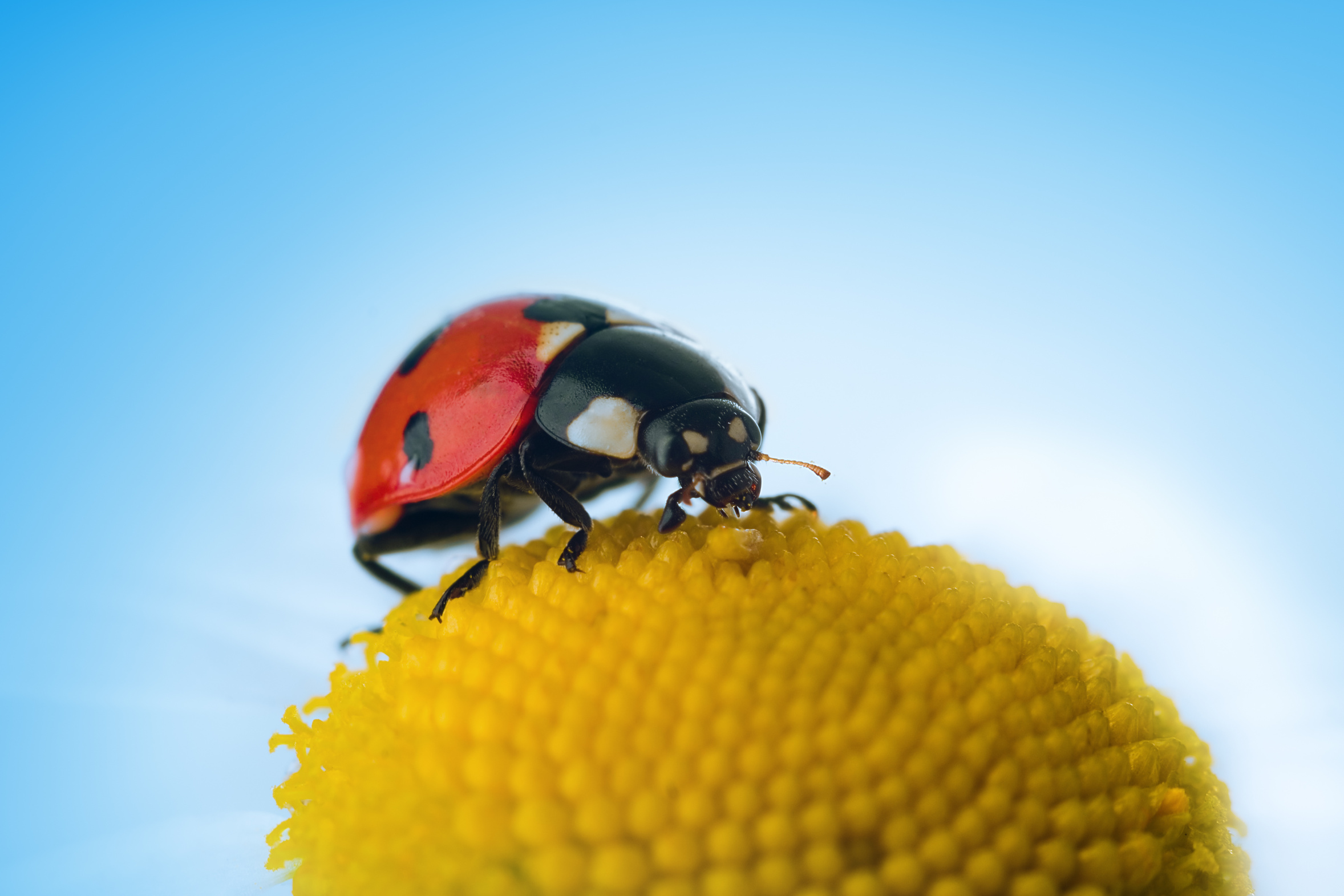 Macro coccinelle